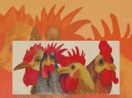 Gallinas Rosabetty